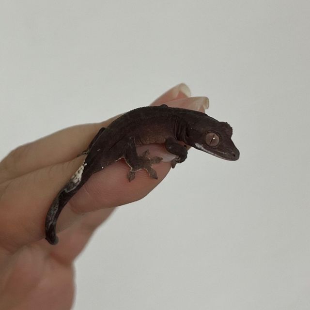 카푸치노 다크 챠콜 팬텀
