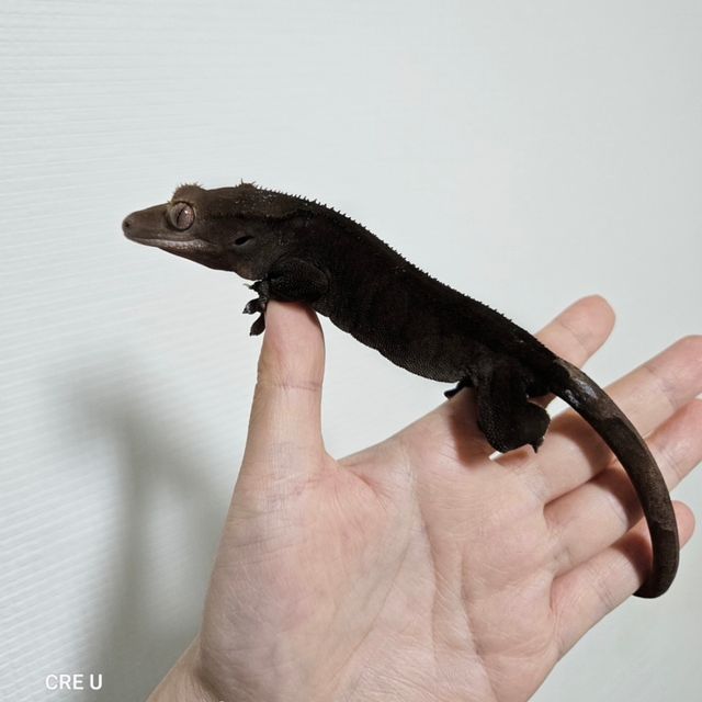 Cappuccino Dark Phantom