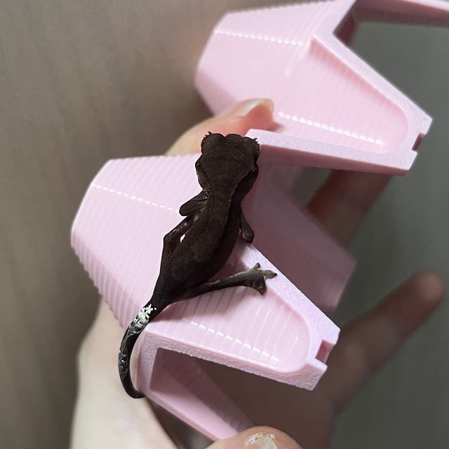 카푸치노 다크