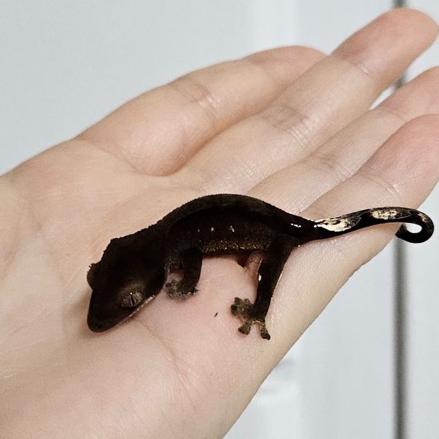 챠콜