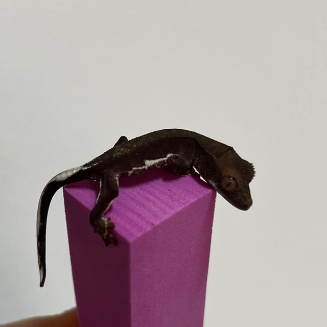 다크 프라푸치노