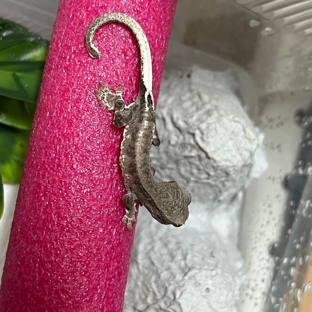 프라푸치노 다크 챠콜