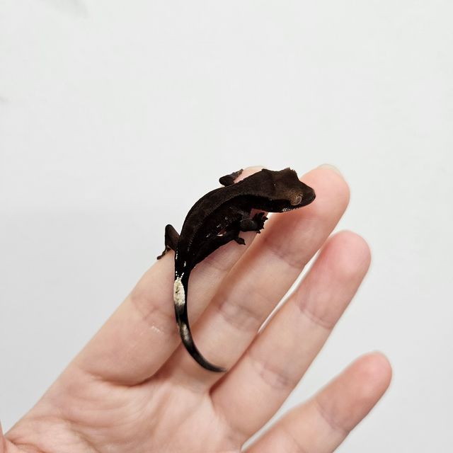 챠콜 다크 팬텀