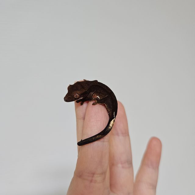 챠콜 블랙 팬텀 다크