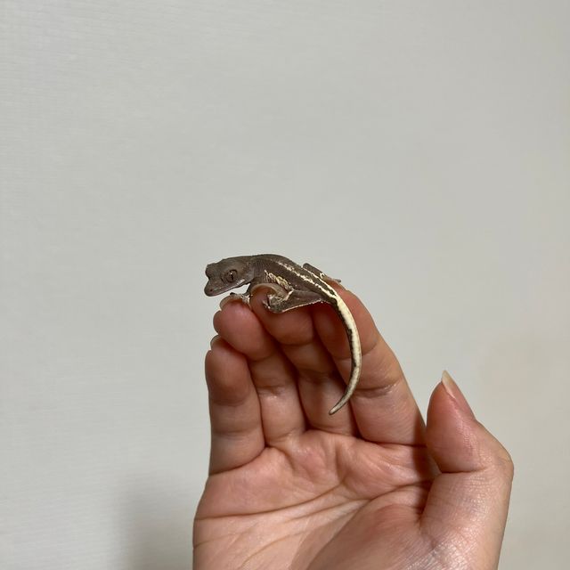 프라푸치노 다크 블랙