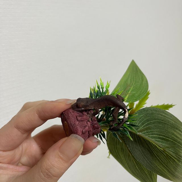 카푸치노 다크 팬텀