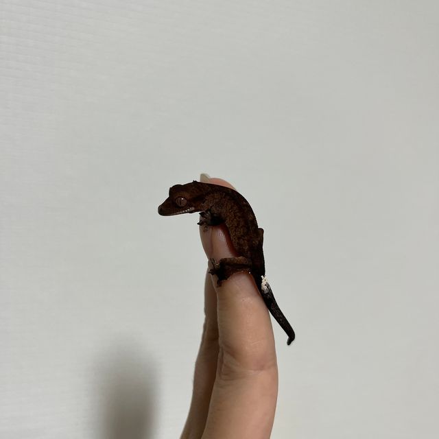 카푸치노 다크 블랙 챠콜