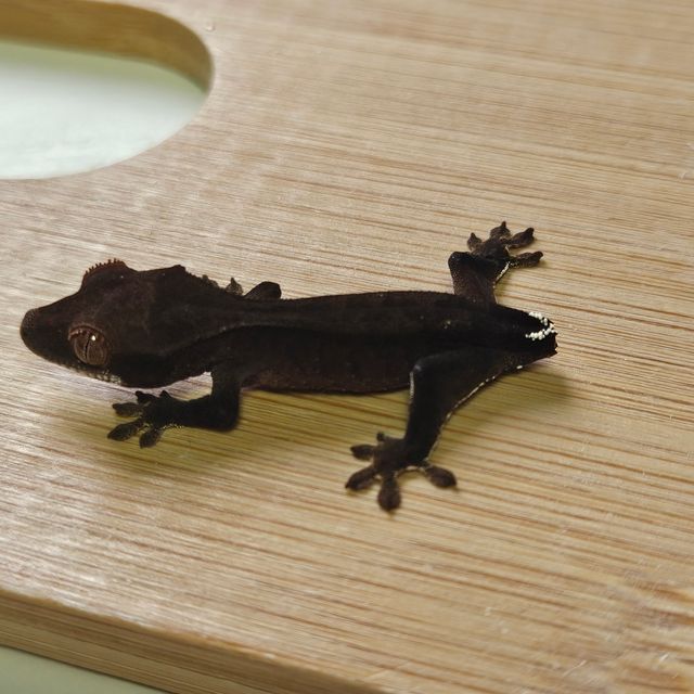 카푸치노 패턴리스 팬텀 블랙 챠콜 슈퍼스트라이프
