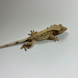 노멀 SPT