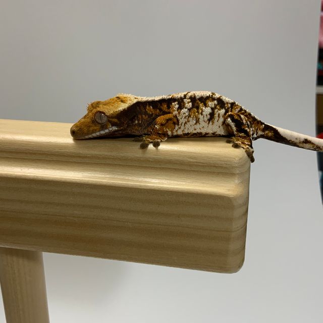 트라이 텐저린