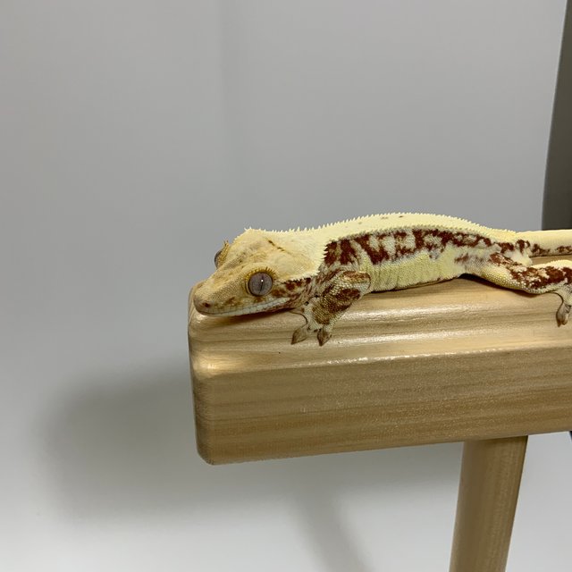 릴리화이트 레드