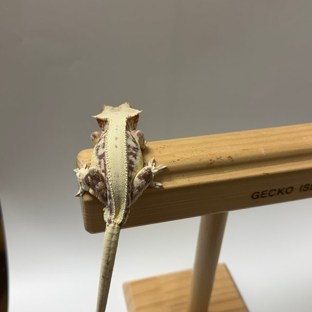 릴리화이트 레드