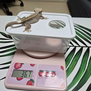 카푸치노 노멀