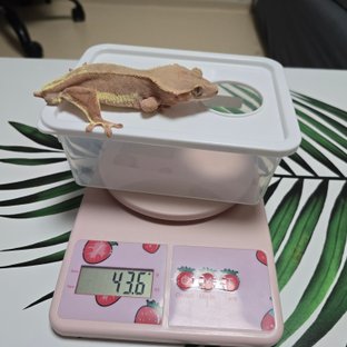 팬텀 레드 릴리화이트