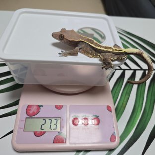 카푸치노 노멀