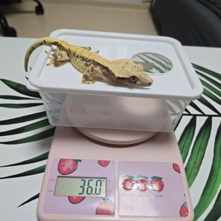 노멀 트라이 익스트림할리퀸