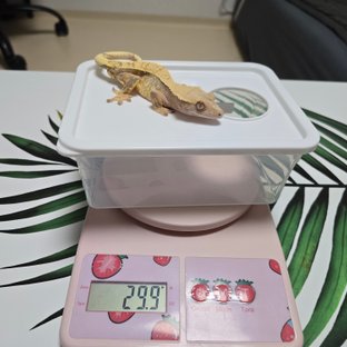 노멀 트라이 익스트림할리퀸