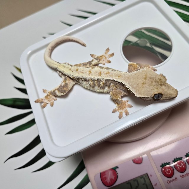 릴리100%헷아잔틱