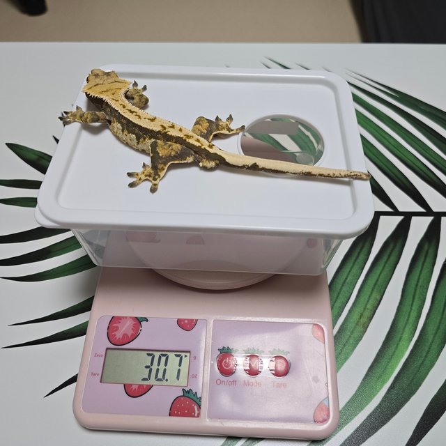 바브 노멀 트라이 익스트림할리퀸