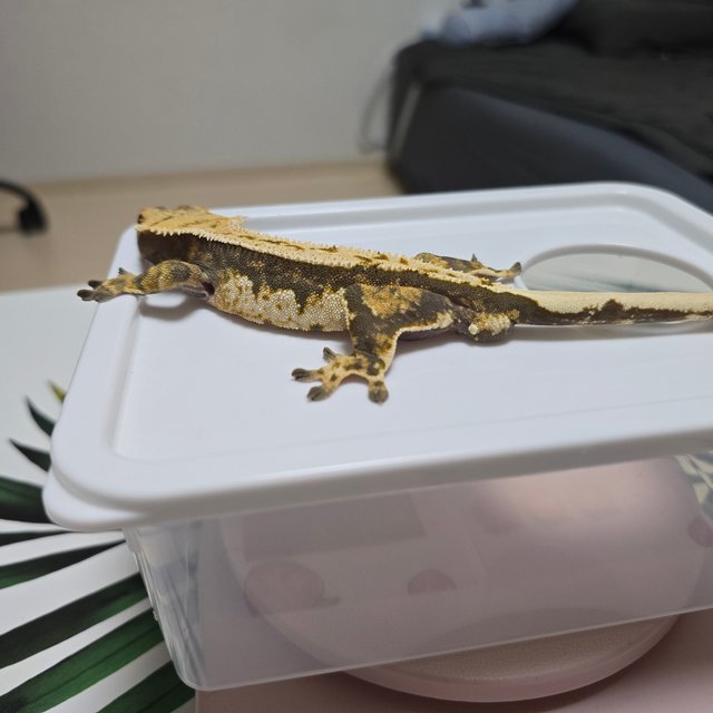 바브 노멀 트라이 익스트림할리퀸