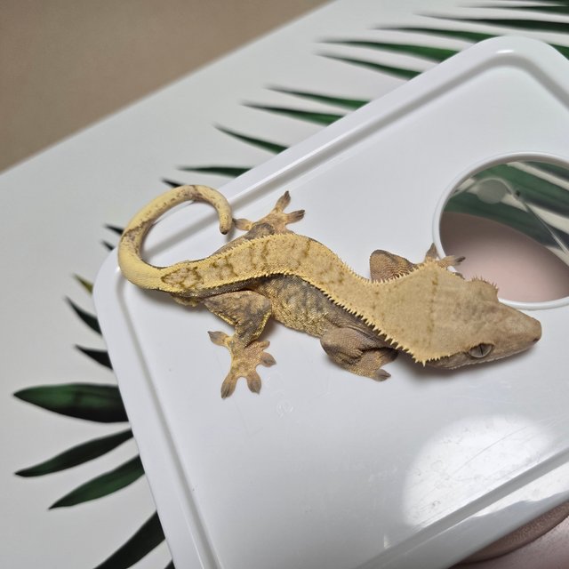 노멀 트라이 익스트림할리퀸