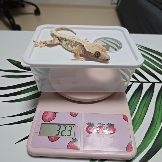 릴리100%헷아잔틱