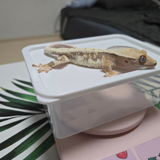 릴리100%헷아잔틱