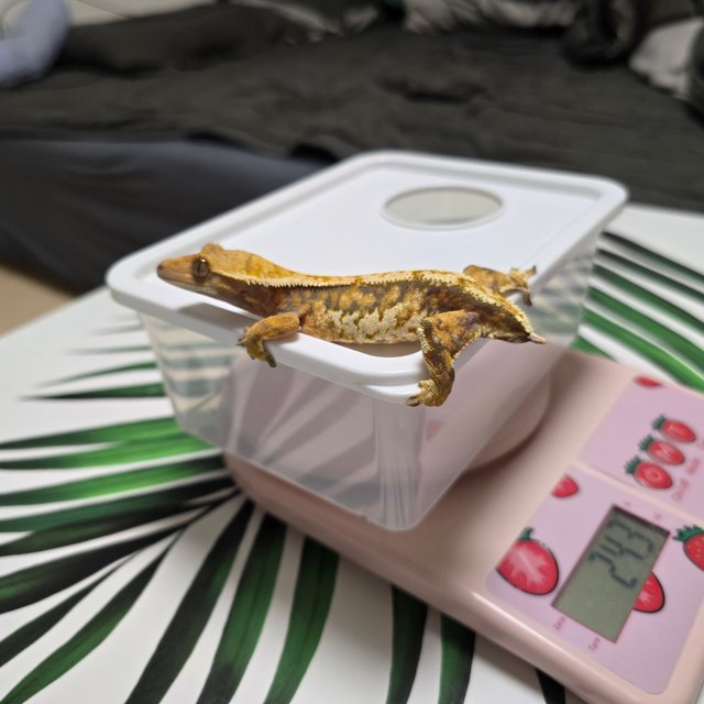 노멀 트라이 익스트림할리퀸 바브 화이트핀