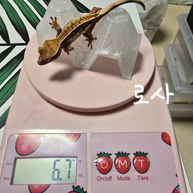 노멀 트라이 익스트림할리퀸 화이트핀