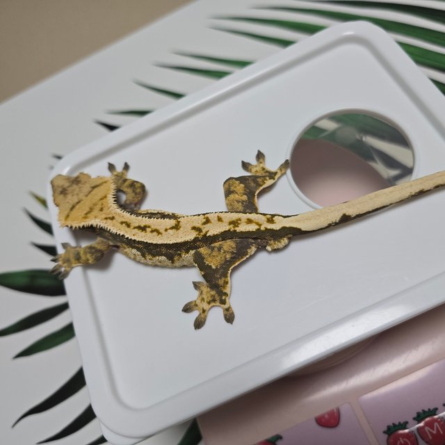 바브 노멀 트라이 익스트림할리퀸