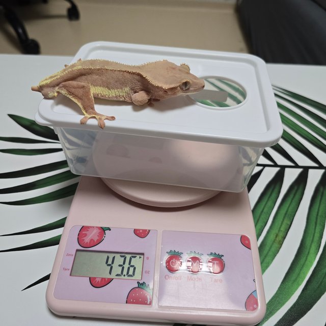 팬텀 레드 릴리화이트