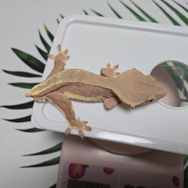 팬텀 레드 릴리화이트