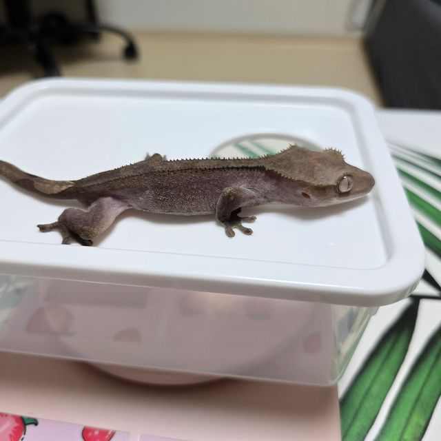 아잔틱 패턴리스