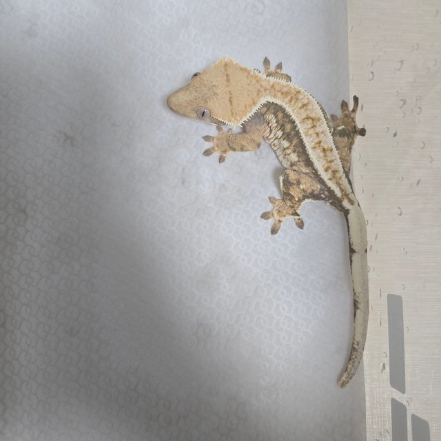 노멀 트라이 익스트림할리퀸