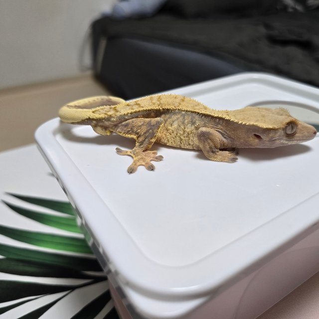 노멀 트라이 익스트림할리퀸