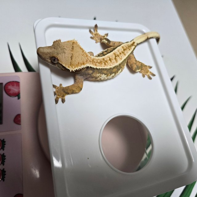 노멀 트라이 익스트림할리퀸 화이트핀