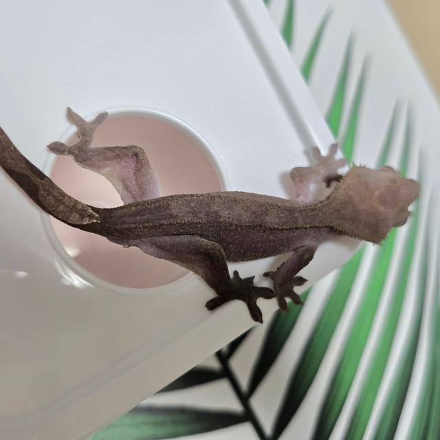 아잔틱 패턴리스