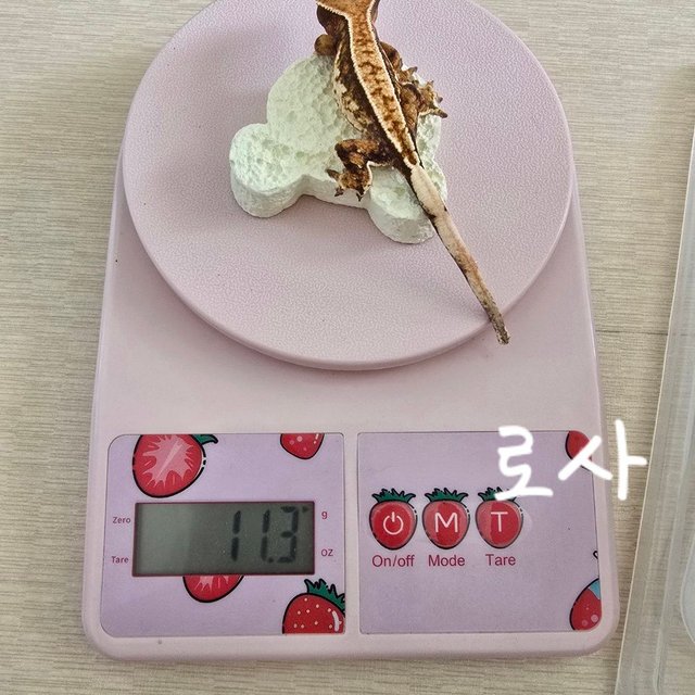 노멀 트라이 익스트림할리퀸 화이트핀