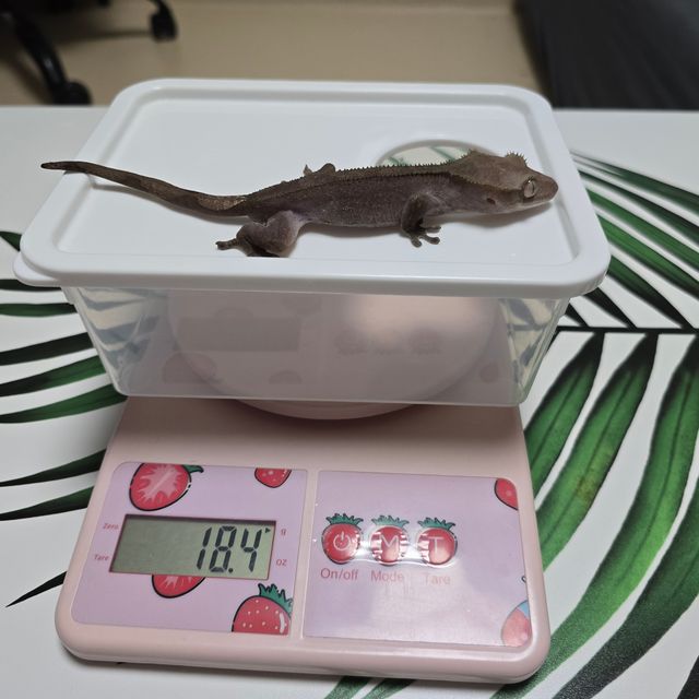 아잔틱 패턴리스