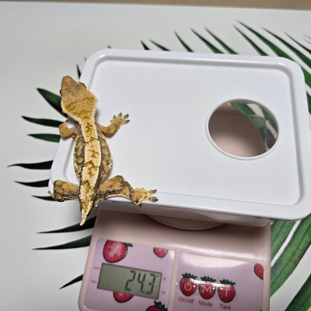 노멀 트라이 익스트림할리퀸 바브 화이트핀