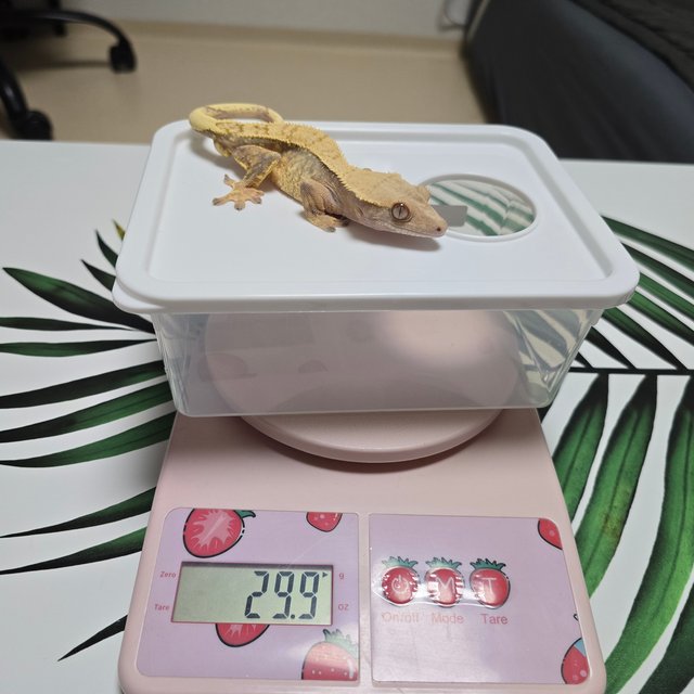 노멀 트라이 익스트림할리퀸