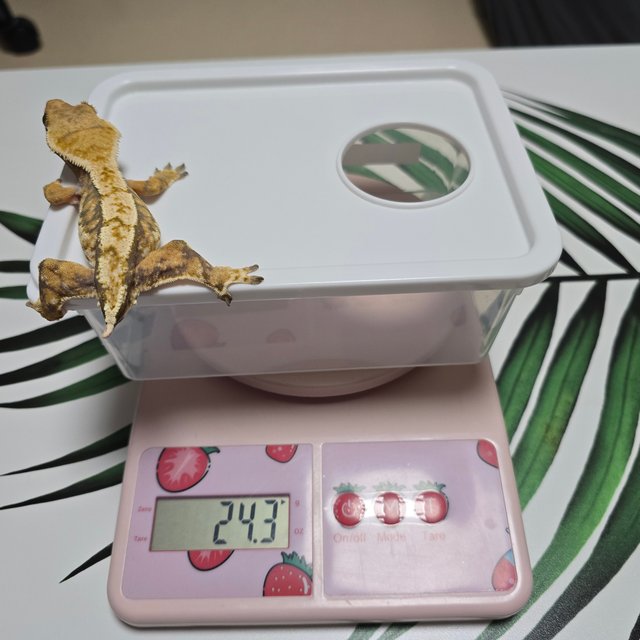 노멀 트라이 익스트림할리퀸 바브 화이트핀