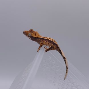 노멀