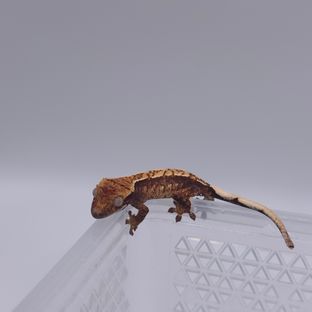 노멀
