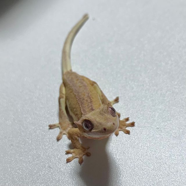 옐로우 크림 팬텀