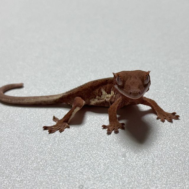 팬텀