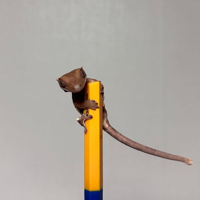 팬텀