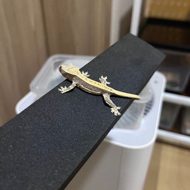 릴리화이트 크림 화이트
