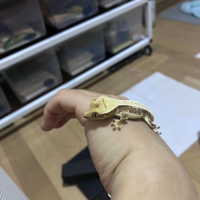 릴리화이트