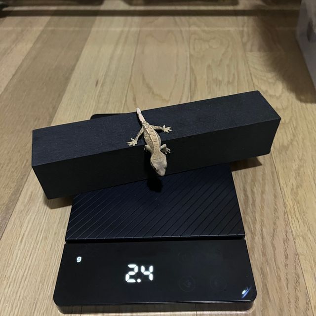 노멀 드리피 텐저린